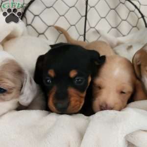 Honey – Mini, Dachshund Puppy