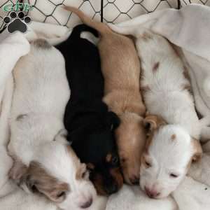 Honey – Mini, Dachshund Puppy