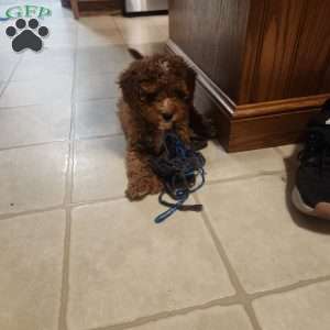 Breeze, Cavapoo Puppy