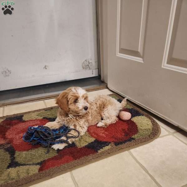 Ocean, Cavapoo Puppy