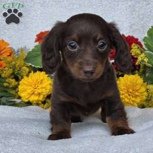 Kaylie, Dachshund Puppy