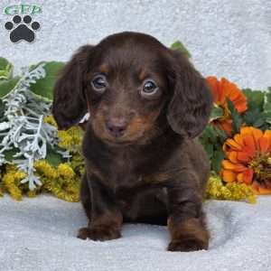 Kaylie, Dachshund Puppy