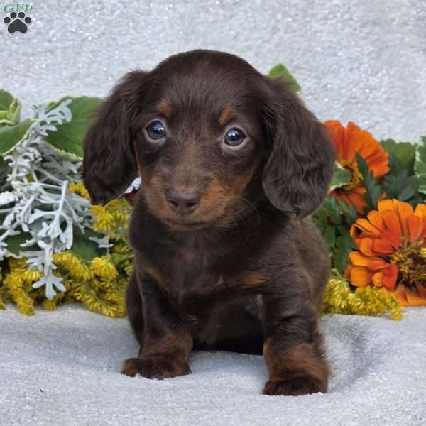 Kaylie, Dachshund Puppy
