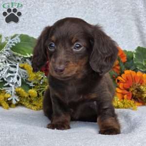 Kaylie, Dachshund Puppy