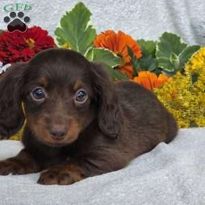 Kaylie, Dachshund Puppy