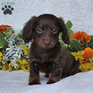 Kaylie, Dachshund Puppy
