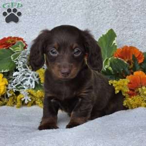 Kaylie, Dachshund Puppy