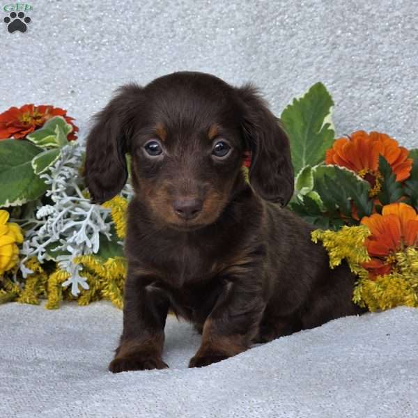 Kaylie, Dachshund Puppy