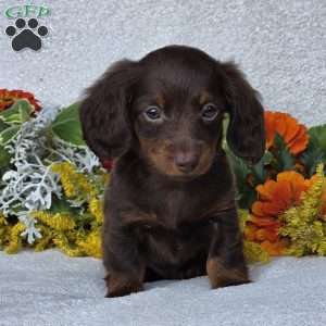 Kaylie, Dachshund Puppy