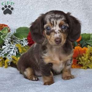 Kaycie, Dachshund Puppy