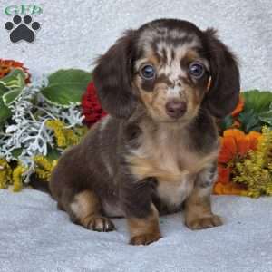 Kaycie, Dachshund Puppy