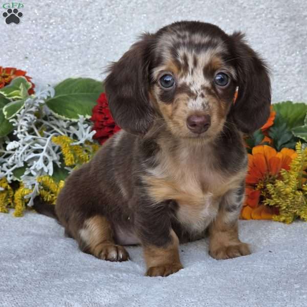 Kaycie, Dachshund Puppy