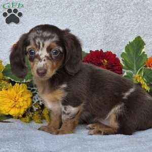 Kaycie, Dachshund Puppy