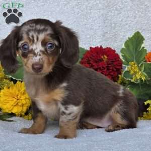 Kaycie, Dachshund Puppy