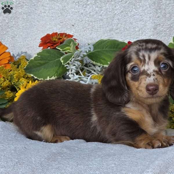 Kaycie, Dachshund Puppy