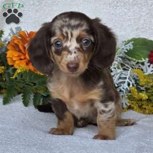 Kaycie, Dachshund Puppy