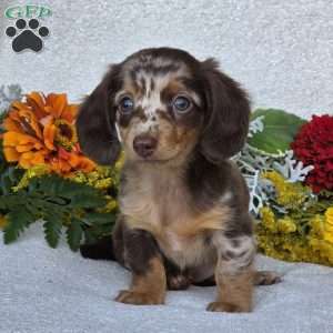 Kaycie, Dachshund Puppy