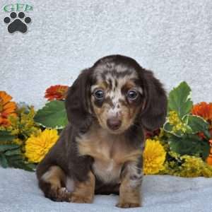 Kaycie, Dachshund Puppy