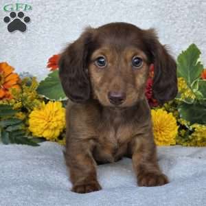 Kenyon, Dachshund Puppy