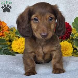 Kenyon, Dachshund Puppy