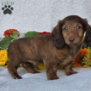 Kenyon, Dachshund Puppy