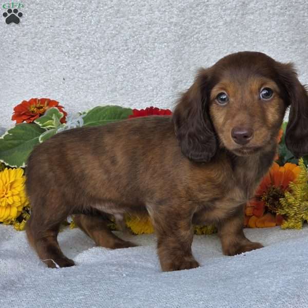 Kenyon, Dachshund Puppy