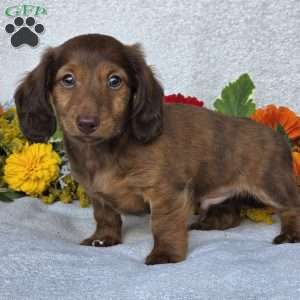 Kenyon, Dachshund Puppy