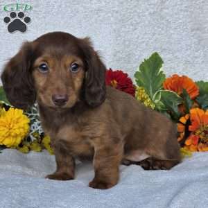 Kenyon, Dachshund Puppy