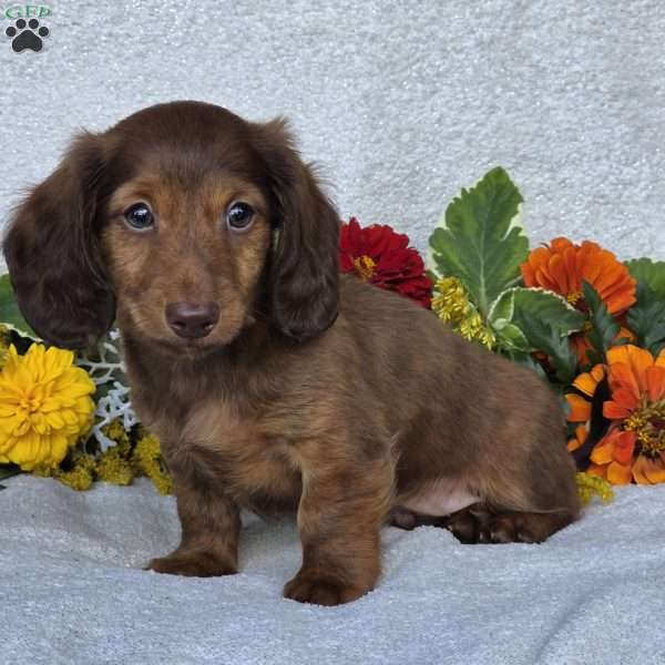 Kenyon, Dachshund Puppy