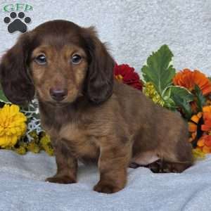 Kenyon, Dachshund Puppy