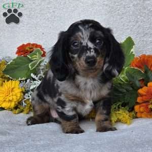 Kent, Dachshund Puppy