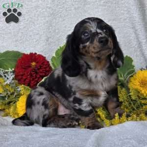 Kent, Dachshund Puppy