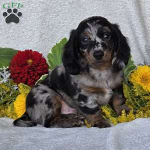 Kent, Dachshund Puppy