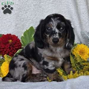 Kent, Dachshund Puppy