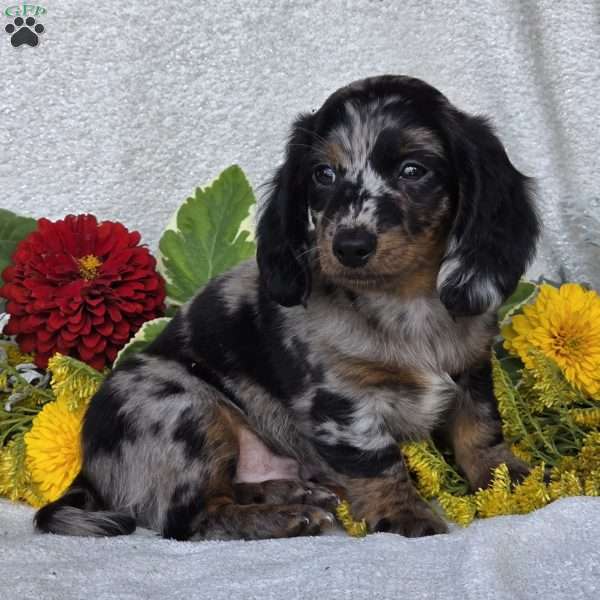 Kent, Dachshund Puppy