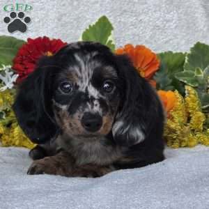 Kent, Dachshund Puppy