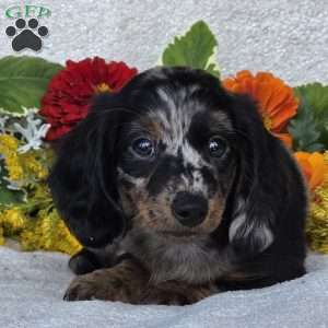 Kent, Dachshund Puppy