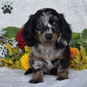 Kent, Dachshund Puppy