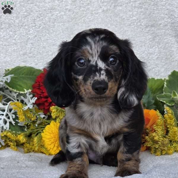 Kent, Dachshund Puppy