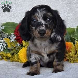Kent, Dachshund Puppy