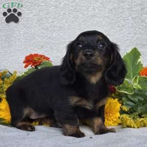Karlie, Dachshund Puppy