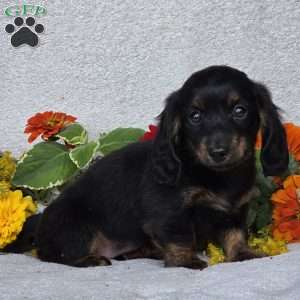 Karlie, Dachshund Puppy