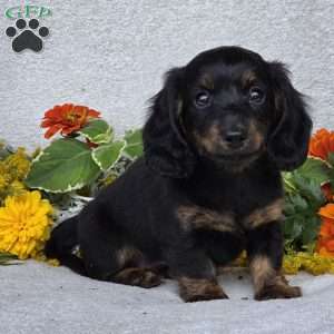 Karlie, Dachshund Puppy