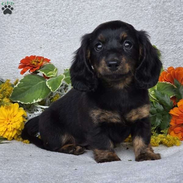 Karlie, Dachshund Puppy
