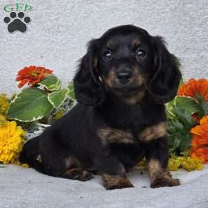 Karlie, Dachshund Puppy
