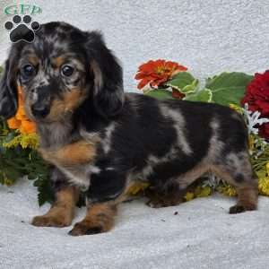 Keller, Dachshund Puppy