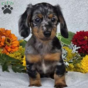 Keller, Dachshund Puppy