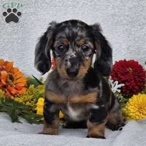 Keller, Dachshund Puppy