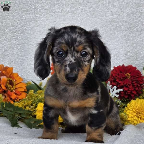 Keller, Dachshund Puppy