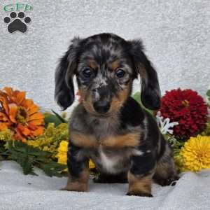 Keller, Dachshund Puppy